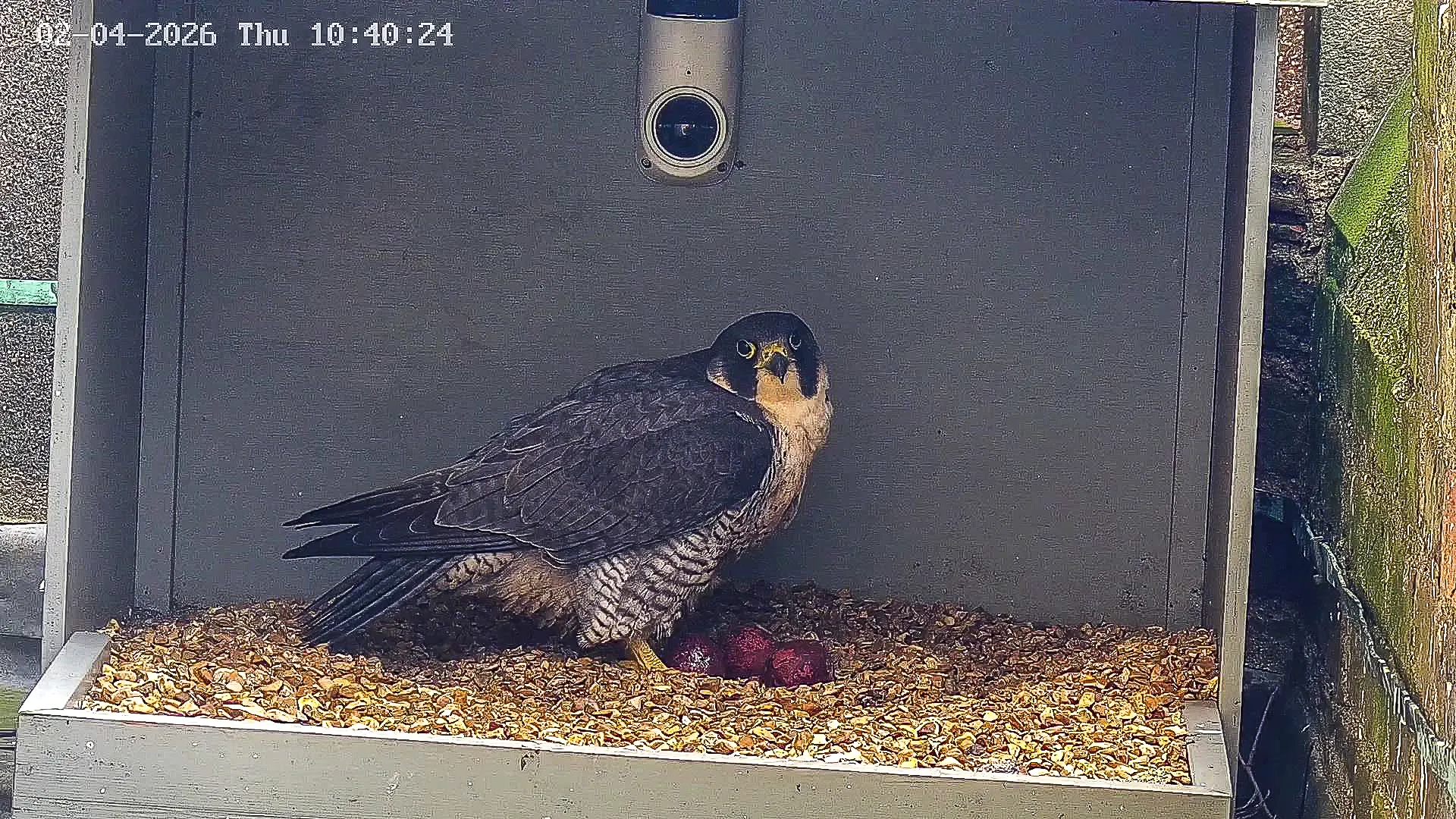 West Tower PTZ 2026 04 02 10 40 25.205