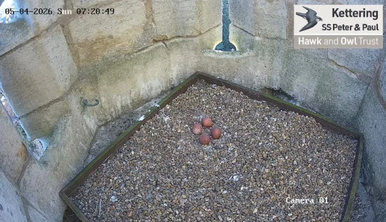 original F0EE6CFF FB02 4FCA 8B66 4BAC55004D83