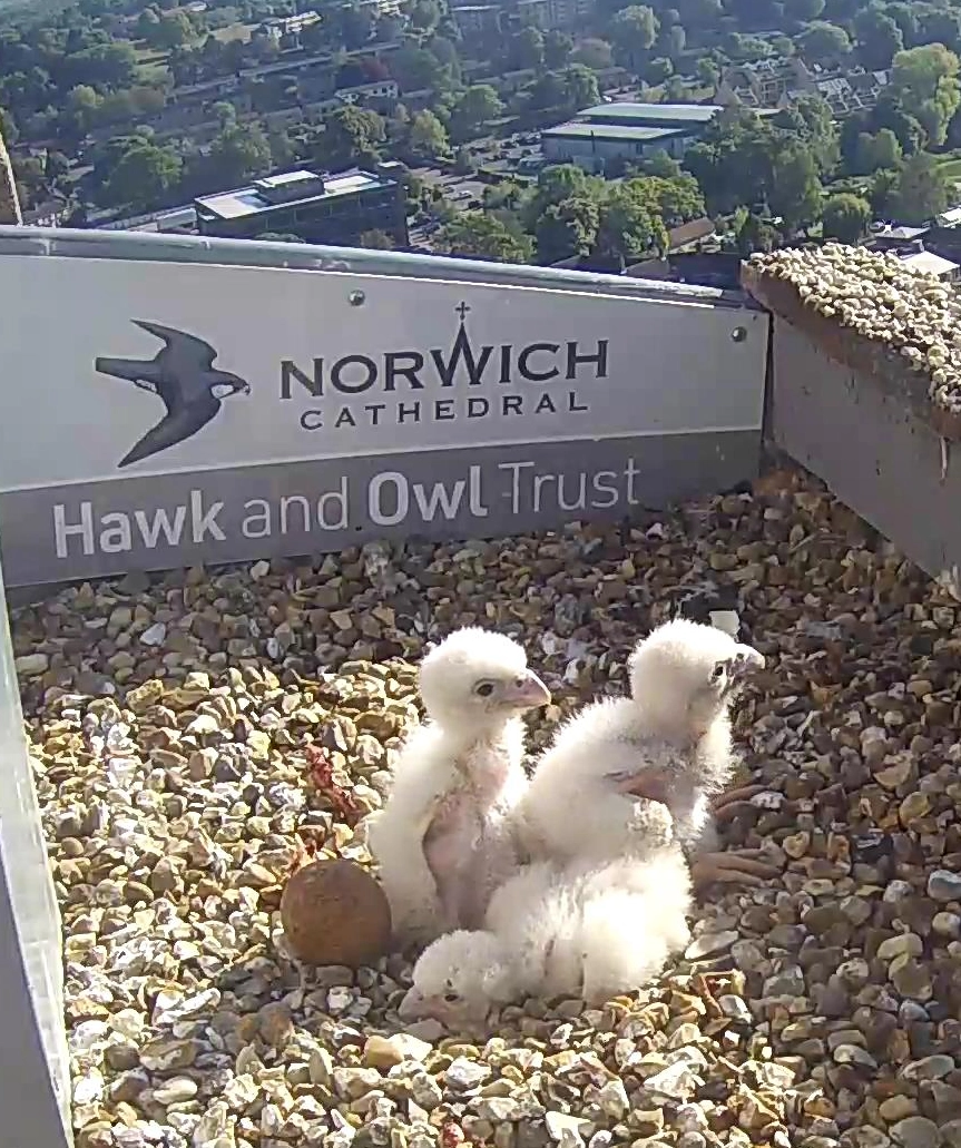 Norwich Peregrines 2025 - Week 2