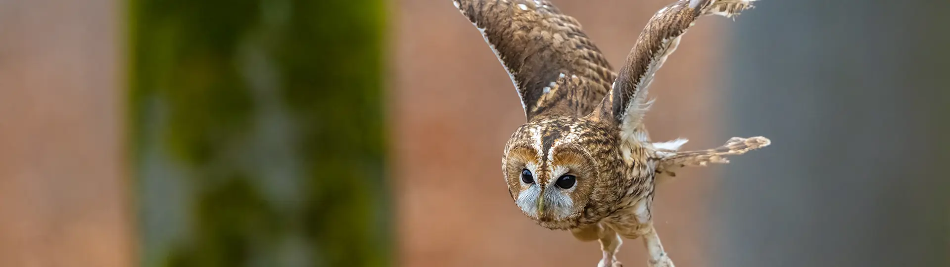 Conservation of birds of prey